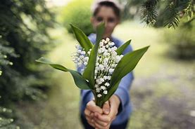 Le muguet