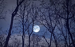 Pleine lune du loup de janvier 2025